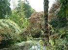 JUNGLE